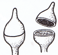 Operculum